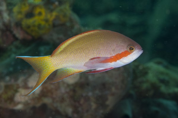 Flagfish