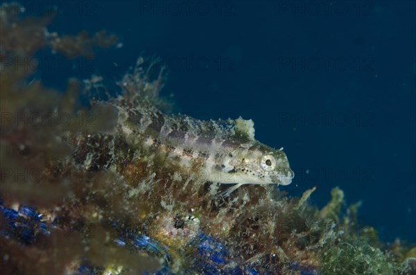 Sabre blenny