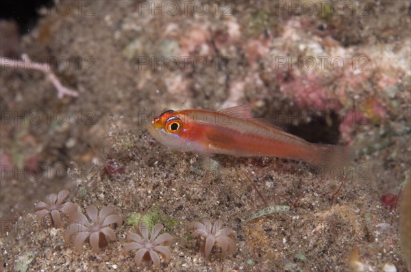 Coral Goby