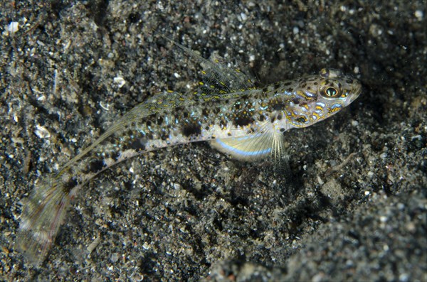 Yellowfoot Shrimpgoby