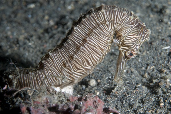 Manado Seahorse