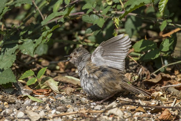 Dunnock sunbathing on woodland edge