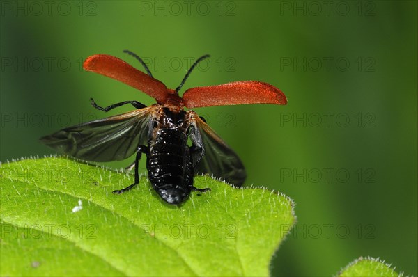 Red-headed Fire Beetle