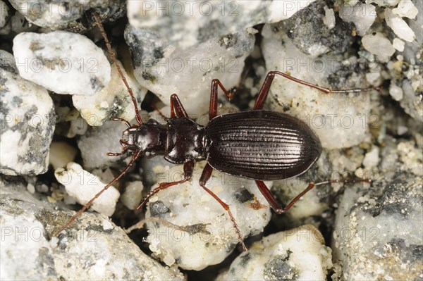 Ground Beetle