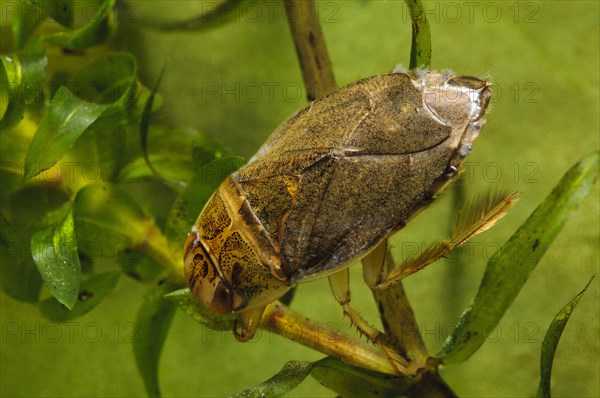 Swimming bug