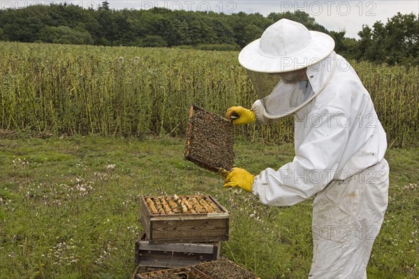 Beekeeping