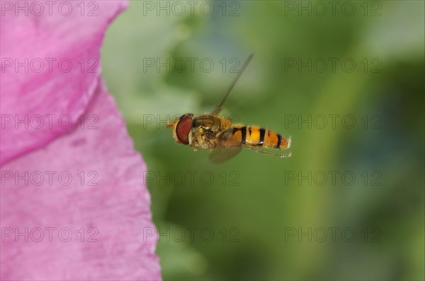 Grove hoverfly