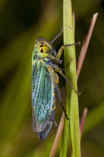 Green Leafhopper