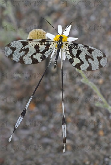 Thread Lacewing