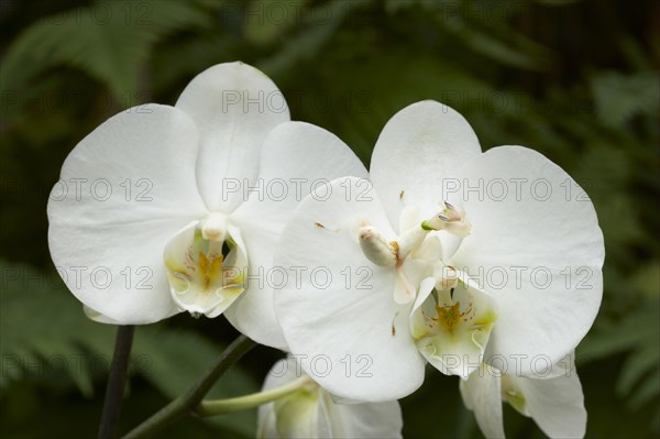 Walking flower mantises