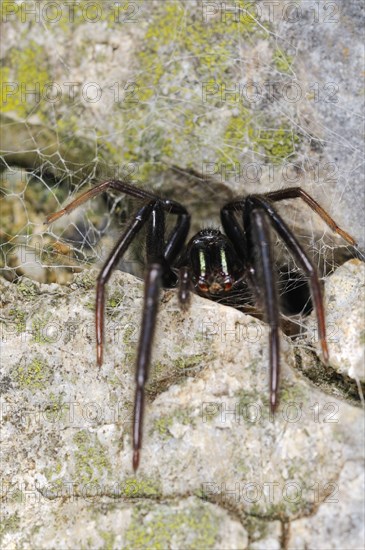 Fishing web spider