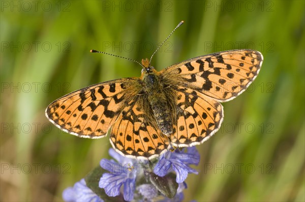 Clossiana euphrosyne