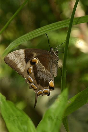 Papilio ulysses