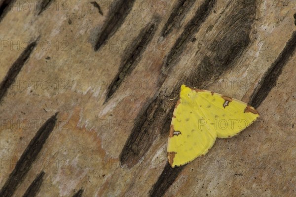 Brimstone Moth