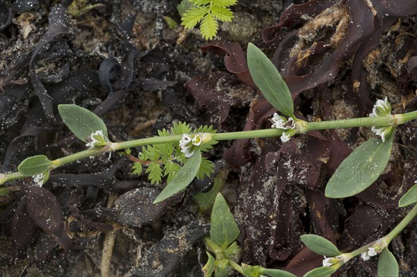 Equal-leaved Knotgrass