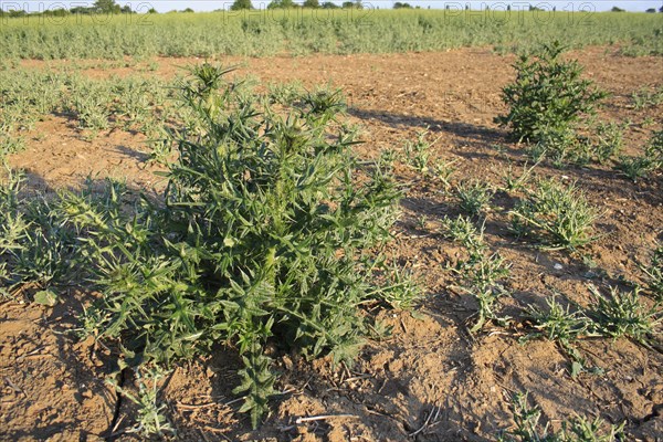 Spear Thistle