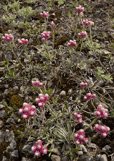 Mountain everlasting