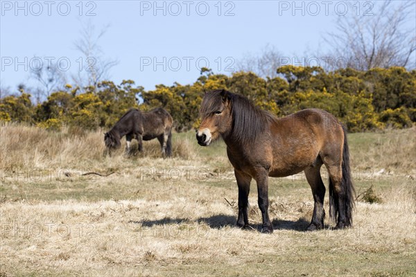 Exmoor pony