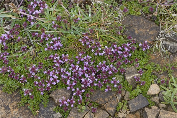 Breckland thyme