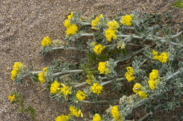 Sea Medick