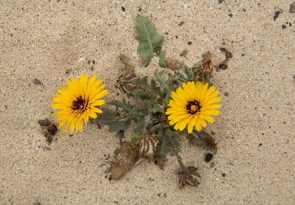 False false sowthistle