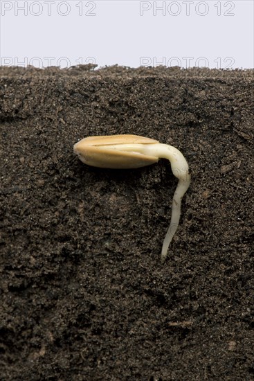 Sunflower seed in the seed coat or pericarp below the soil surface with developing root or radicle