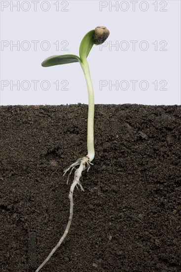 Sunflower seedling with cotyledons expanding