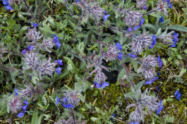 Flowering dyer's alkanet