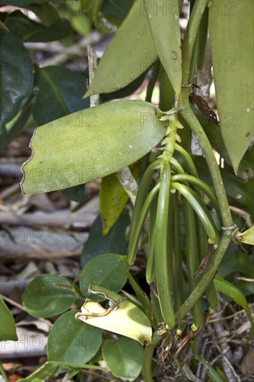 Young green vanilla beans