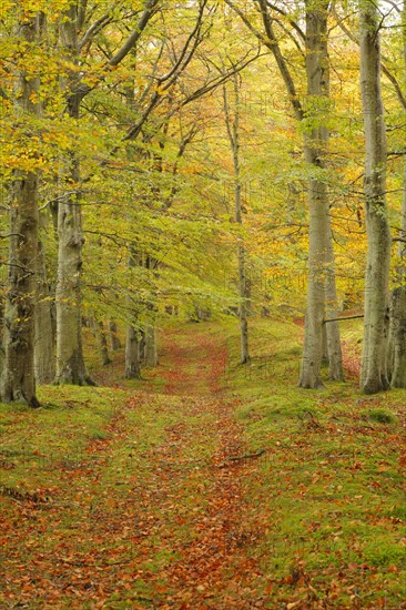 Red beech