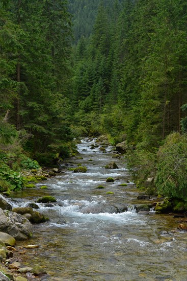 Mountain stream