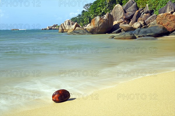 Coconut on the beach of Anse Cimitiere in the early morning