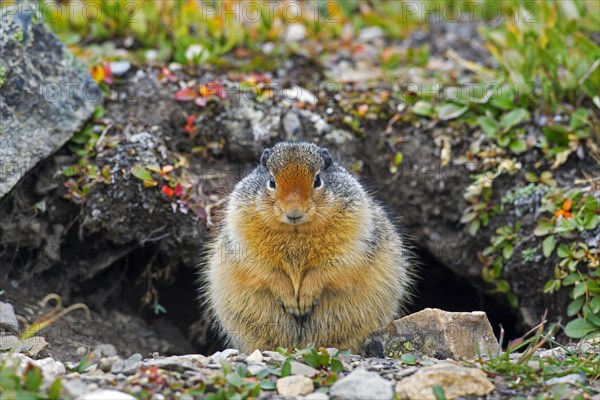 Columbian columbian ground squirrel