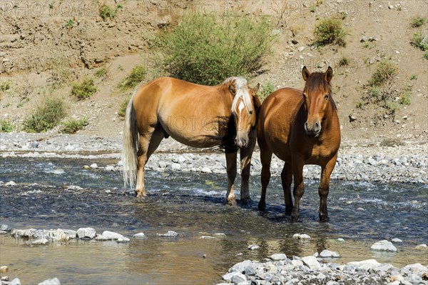 Two horses in a stream