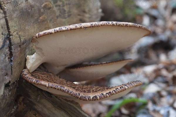 Scaly stem porling