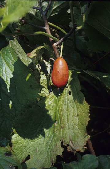 Sinopodophyllum