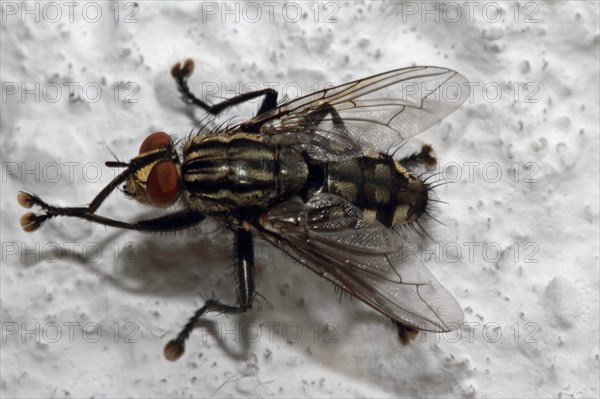 Grey flesh fly