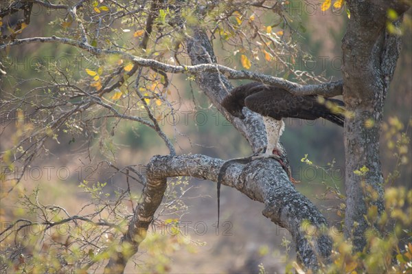 Martial eagle with prey