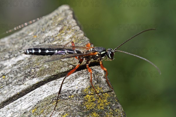 Wood wasp