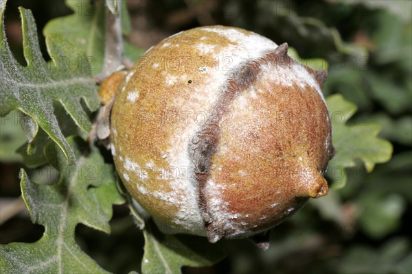 Oak gall