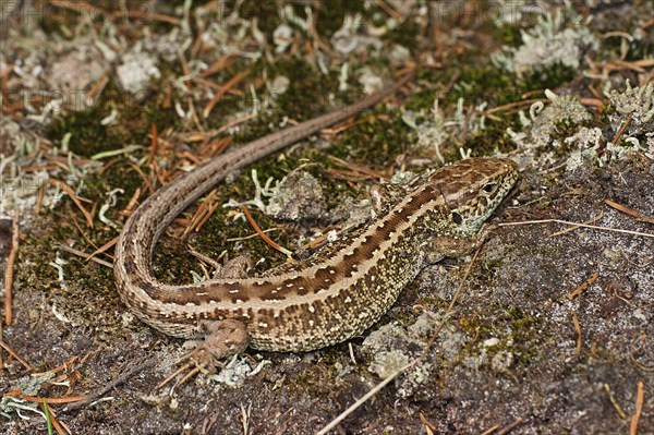 Sand lizard