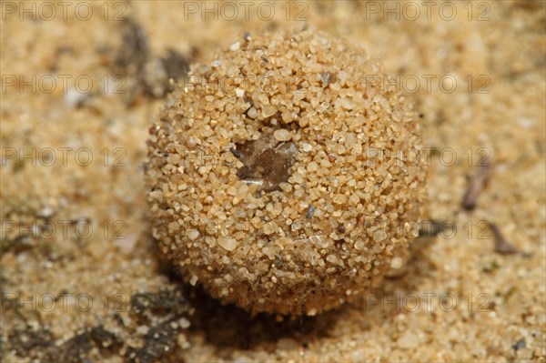 Dune ant lion