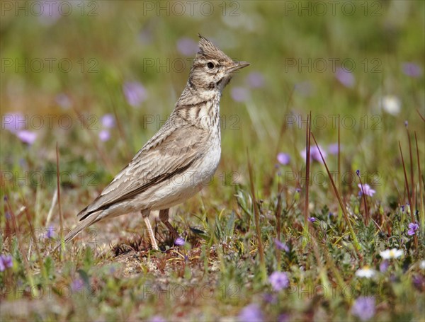 Crested Lark