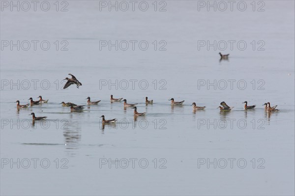 Red-necked Phalarope