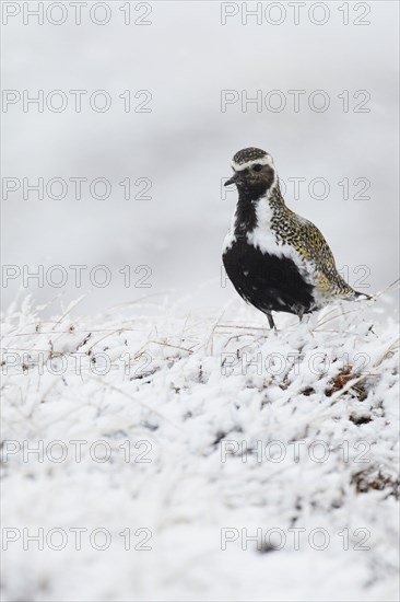 Eurasian Golden Plover