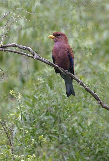 Broad-billed roller