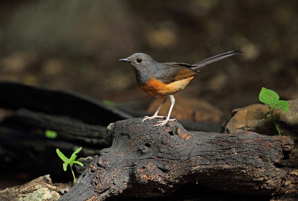 White-rumped Shama