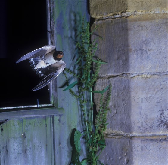 Barn Swallow