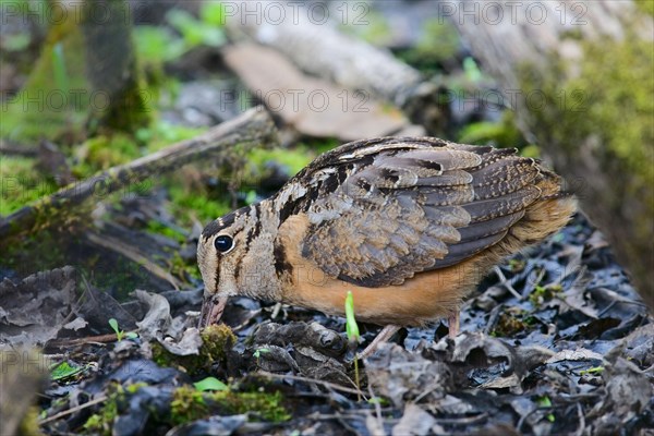 American Woodcock