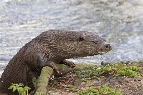 European otter